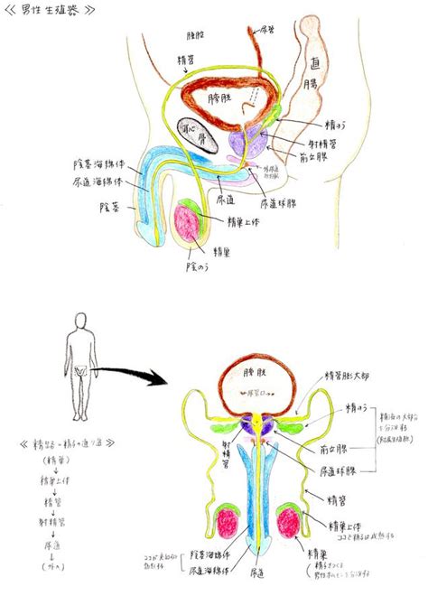 男性 生殖器|男性生殖器には どのような器官があるの？ 